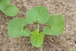 Centella asiatica