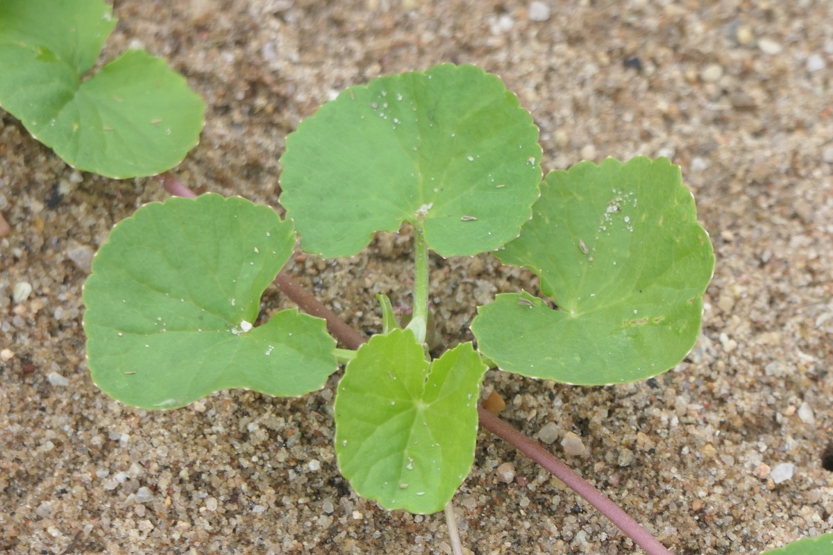 Centella asiatica