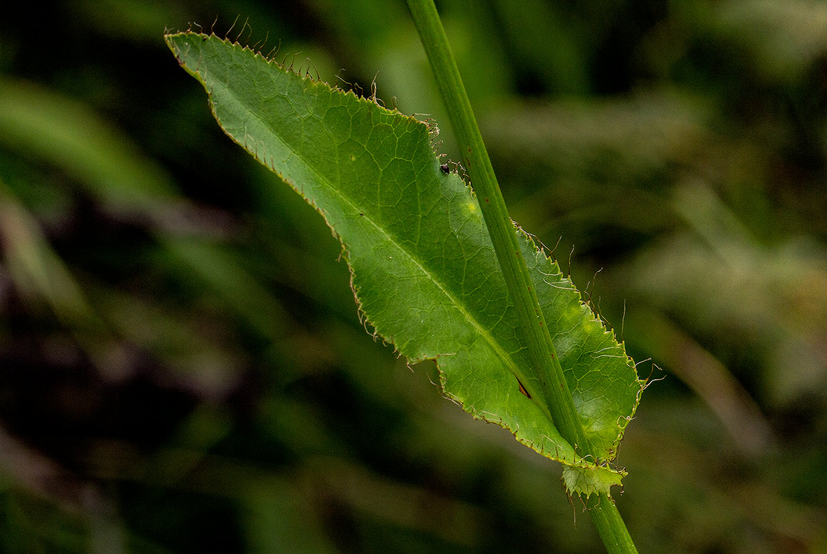 Alepidea peduncularis
