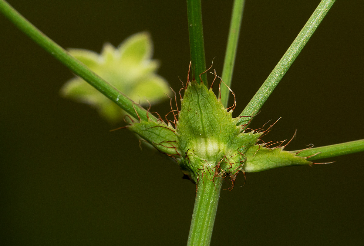 Alepidea peduncularis
