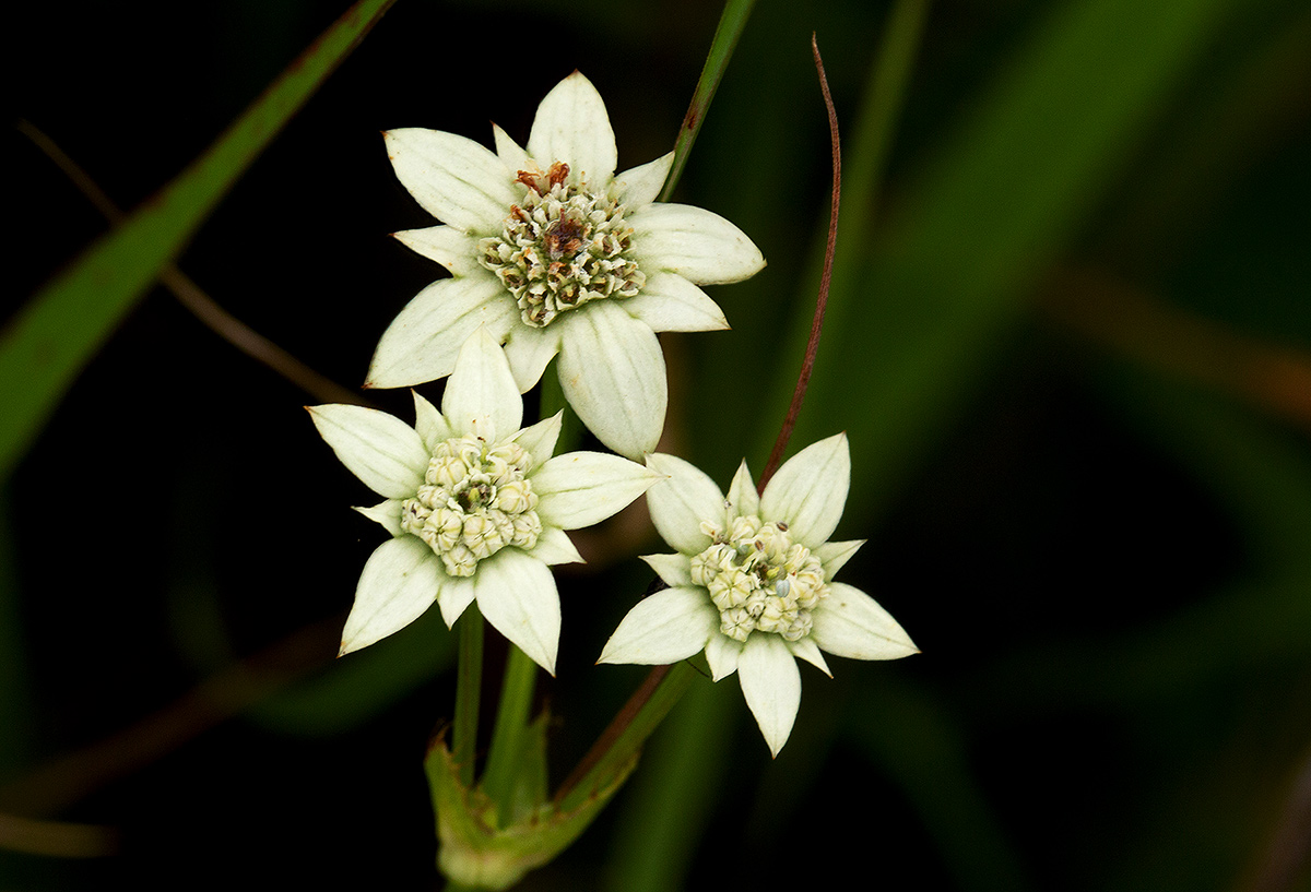 Alepidea peduncularis