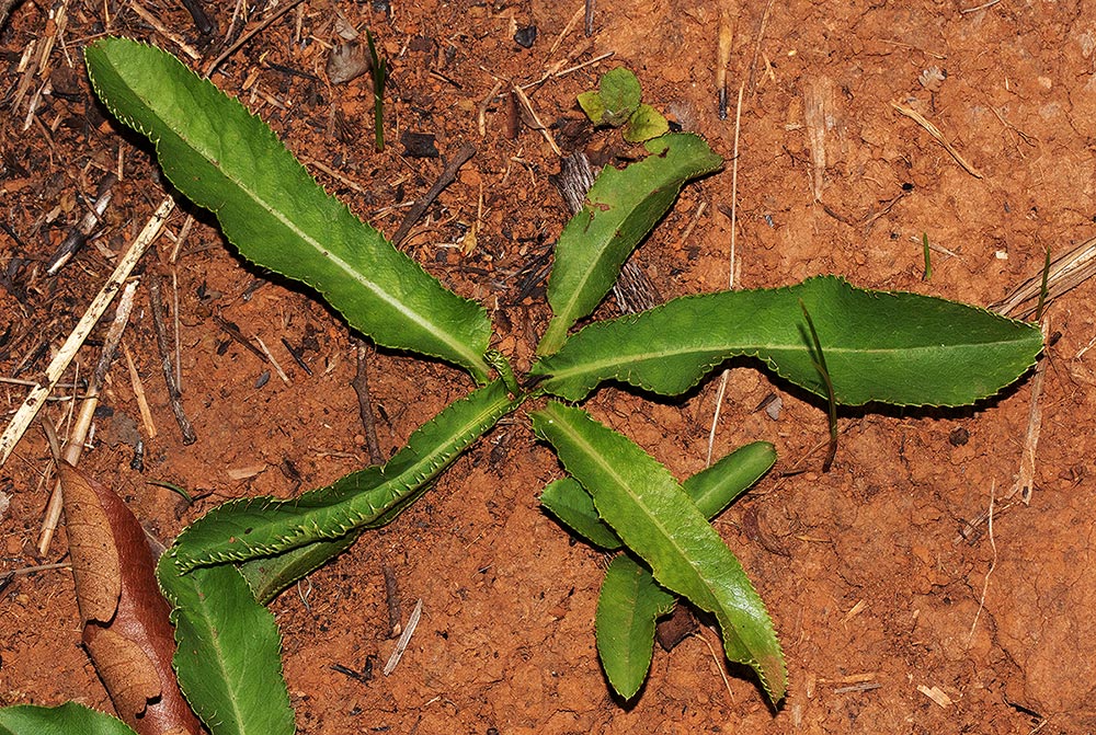 Alepidea peduncularis