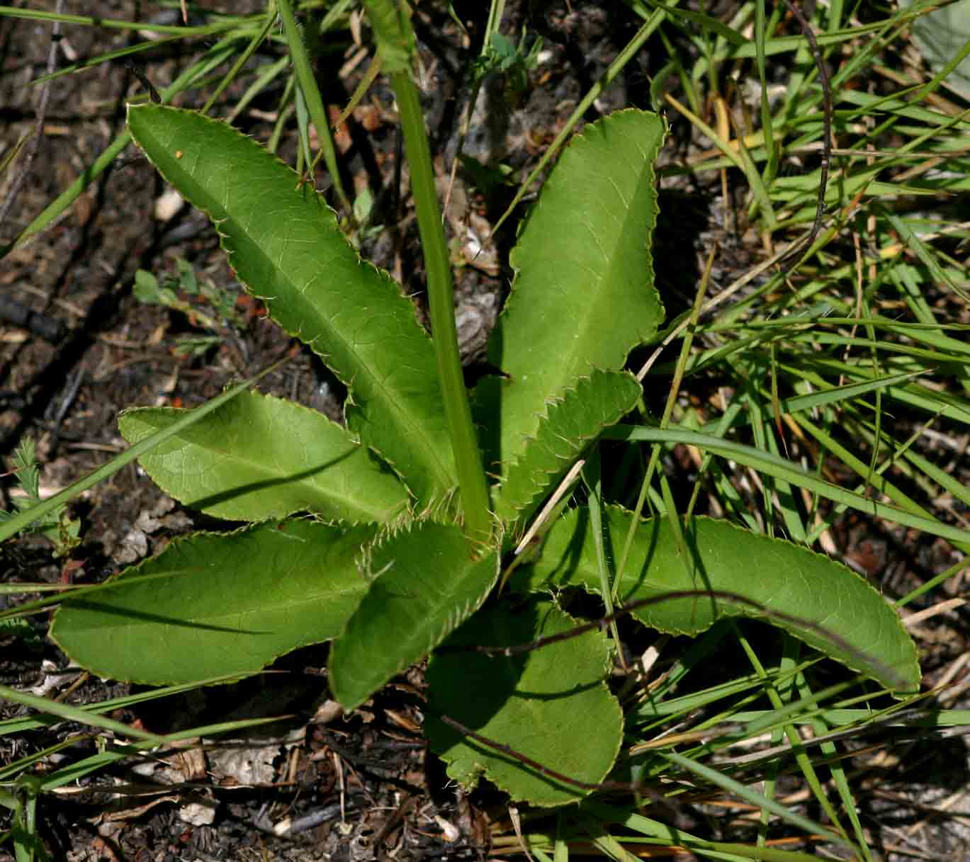 Alepidea peduncularis