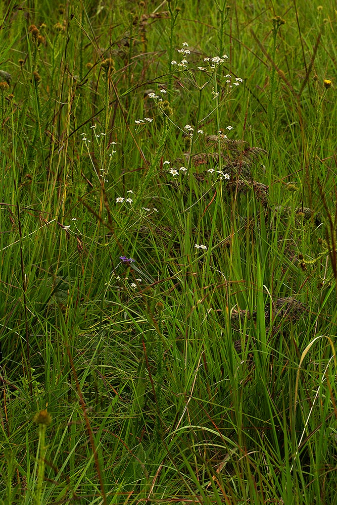 Alepidea peduncularis