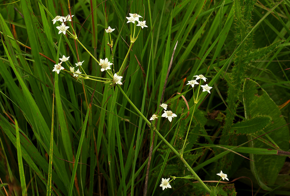 Alepidea peduncularis