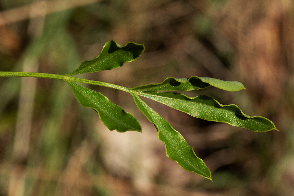 Heteromorpha stenophylla var. transvaalensis Heteromorpha stenophylla var. transvaalensis