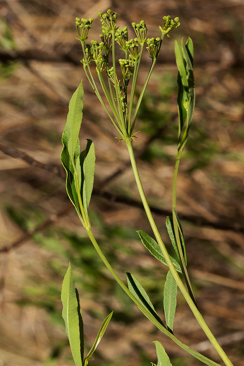 Heteromorpha stenophylla var. transvaalensis Heteromorpha stenophylla var. transvaalensis
