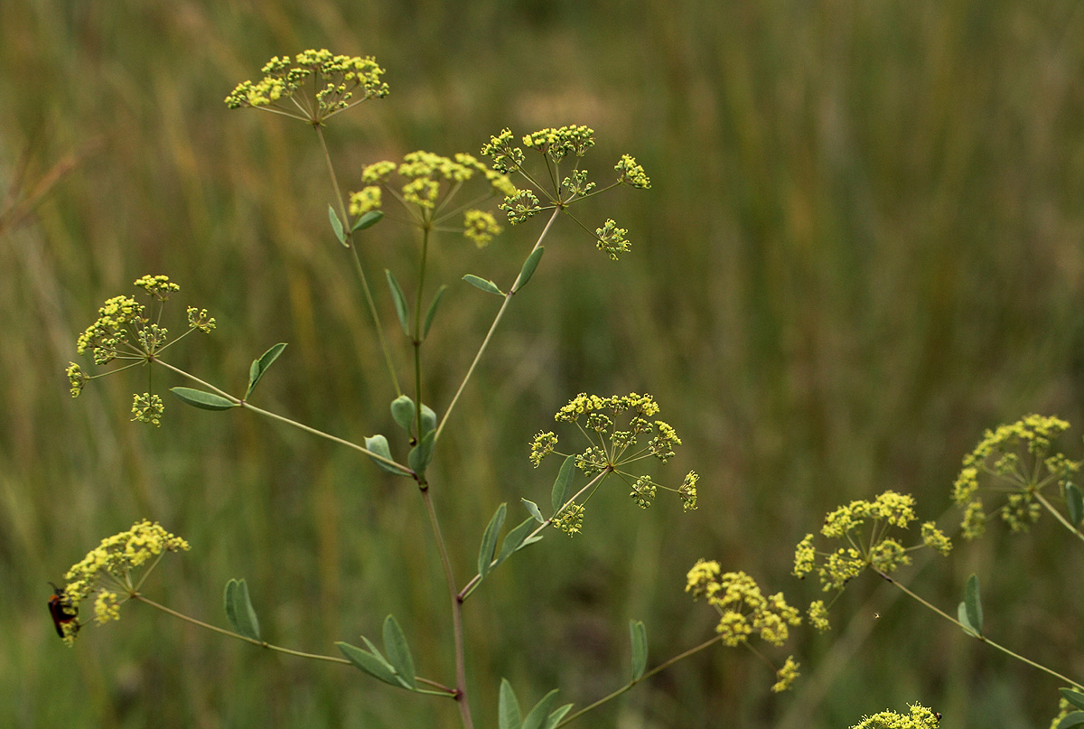 Heteromorpha involucrata