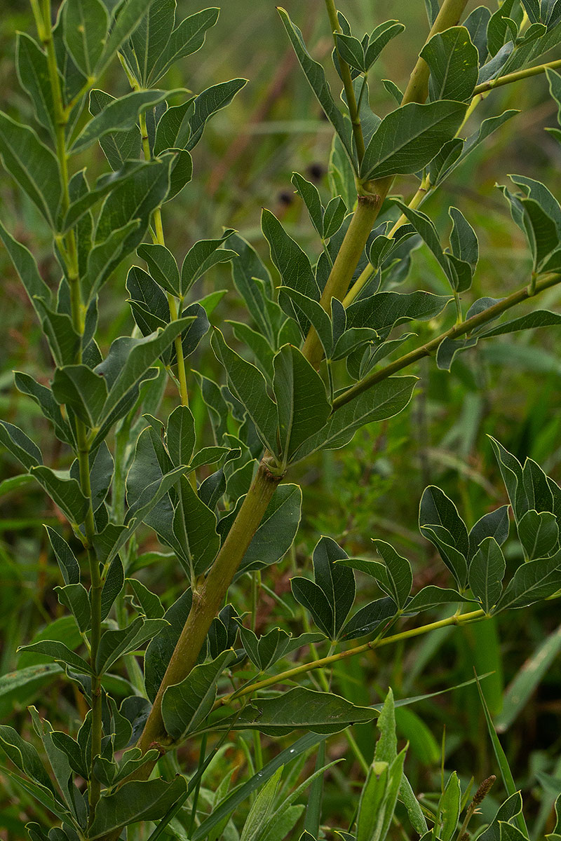 Heteromorpha involucrata