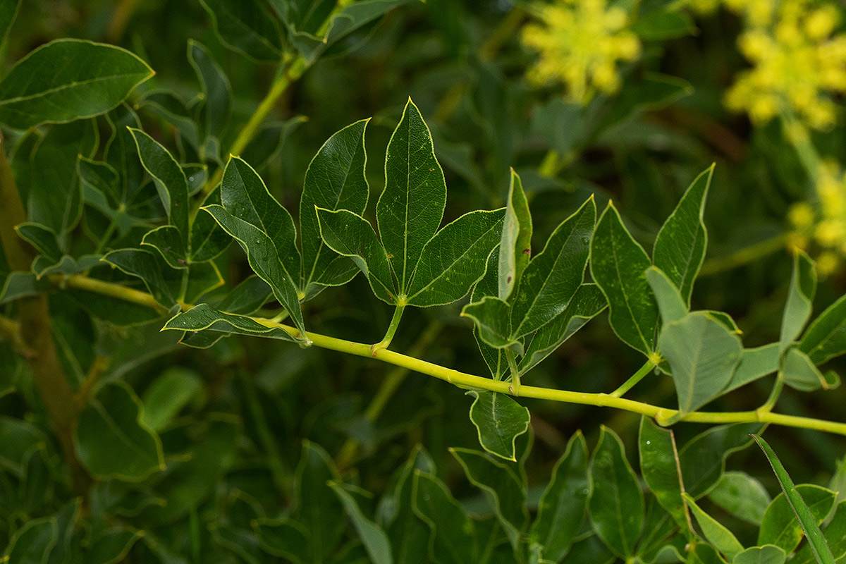 Heteromorpha involucrata