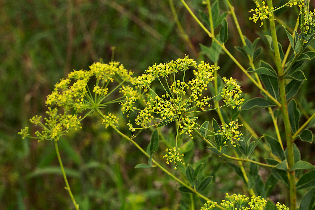 Heteromorpha involucrata