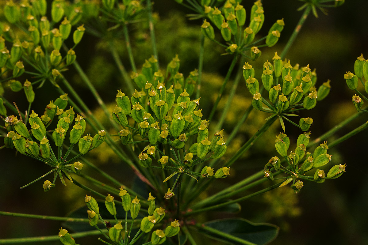 Heteromorpha involucrata