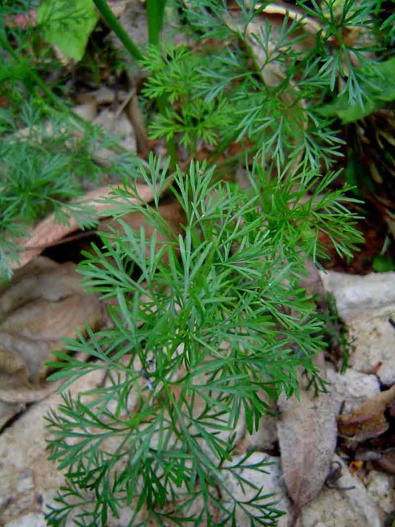 Apium leptophyllum Apium leptophyllum