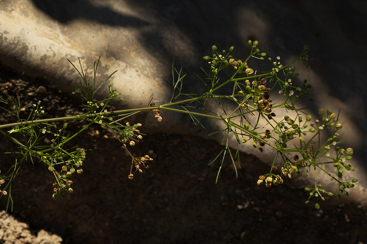 Apium leptophyllum Apium leptophyllum