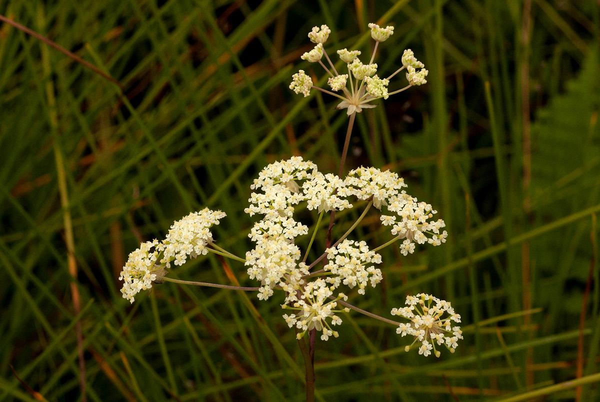 Afrocarum imbricatum