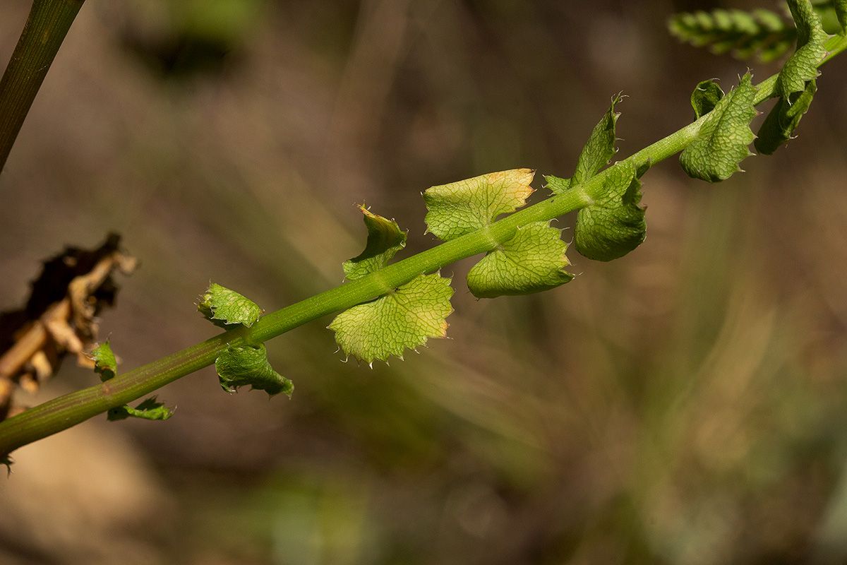 Afrocarum imbricatum