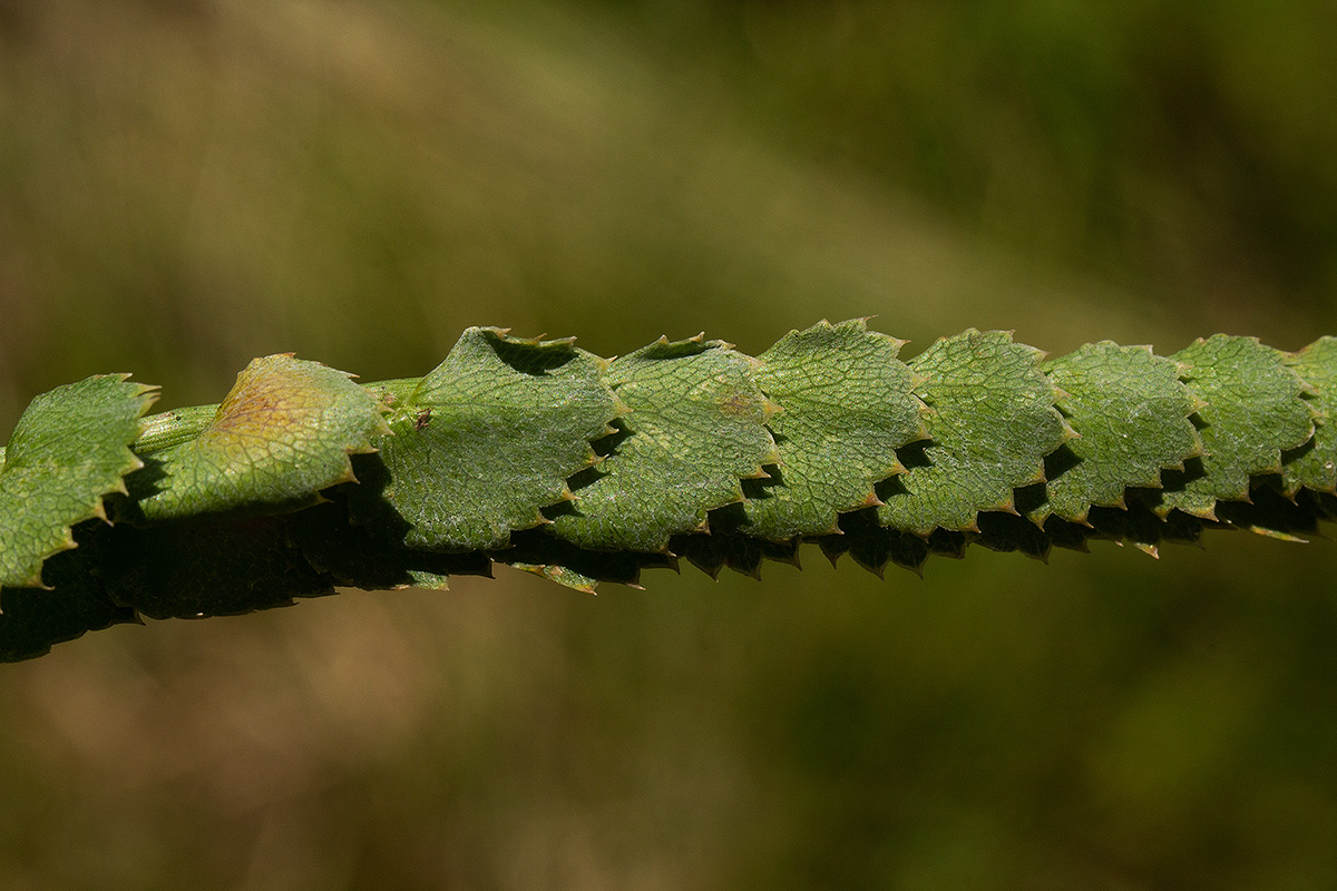 Afrocarum imbricatum