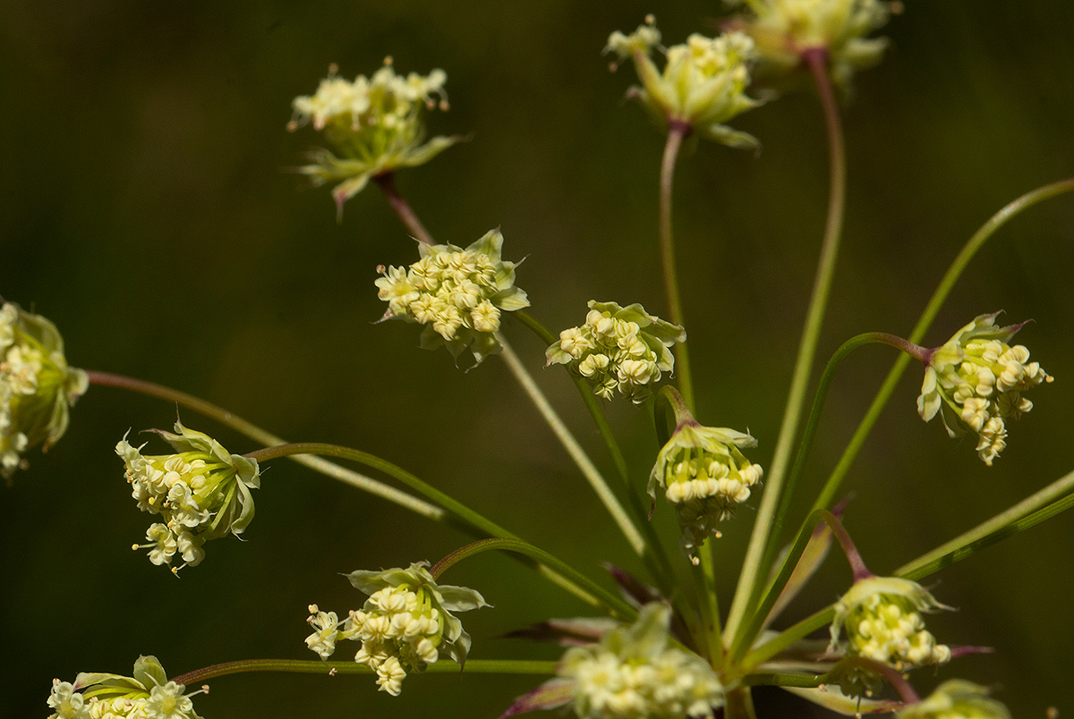 Afrocarum imbricatum