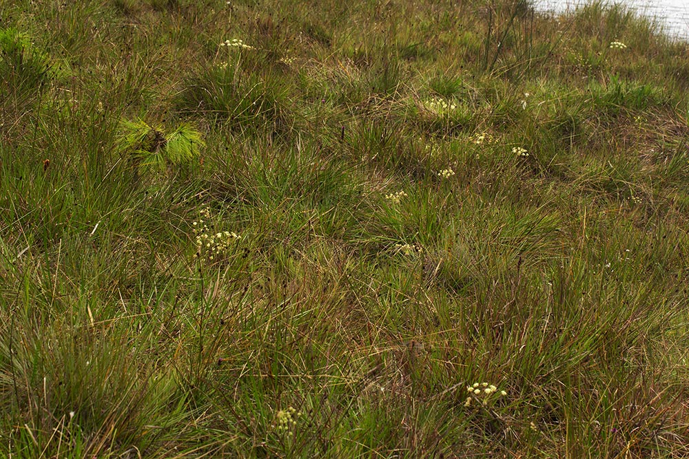 Afrocarum imbricatum