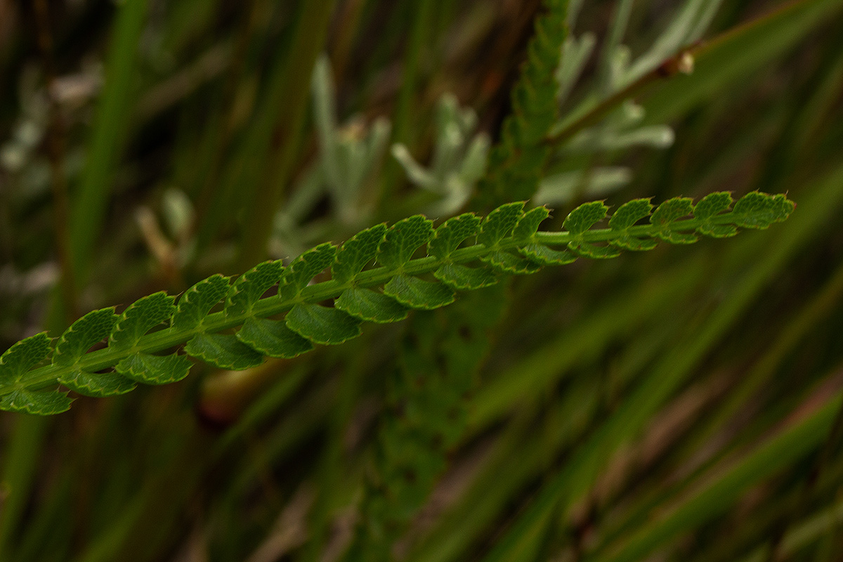 Afrocarum imbricatum