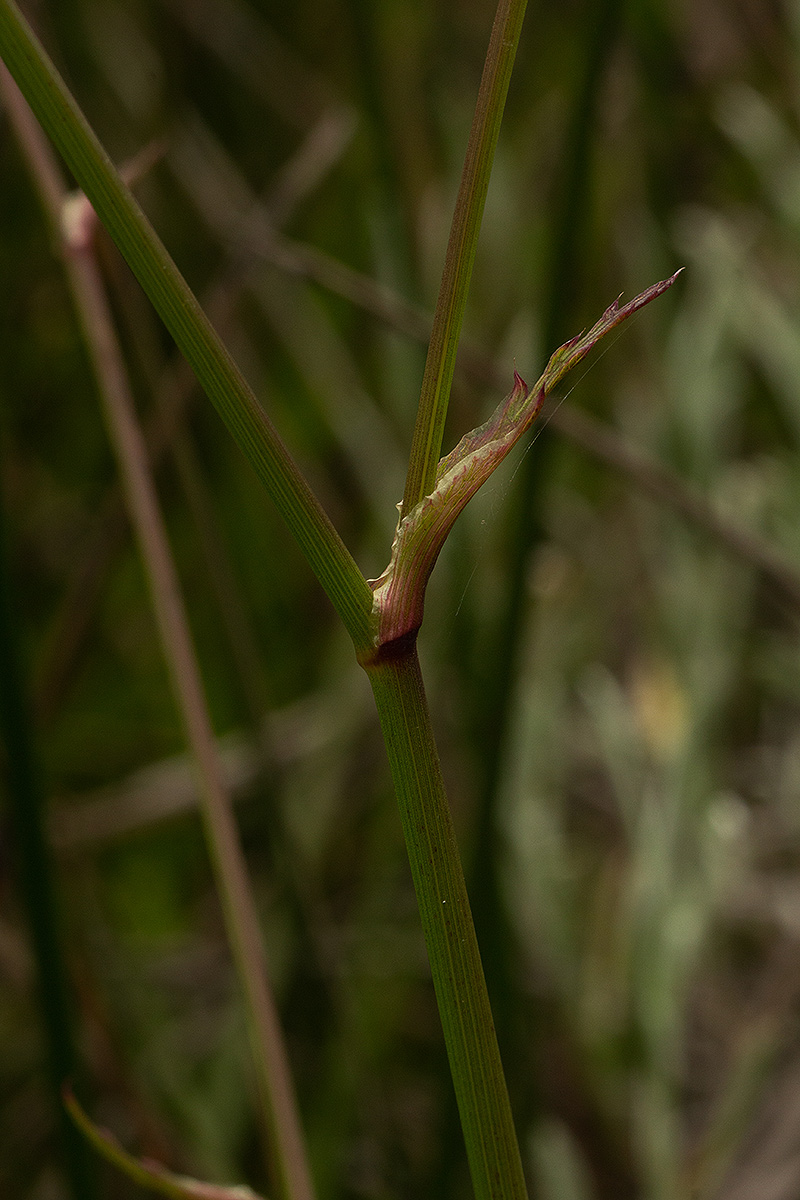 Afrocarum imbricatum