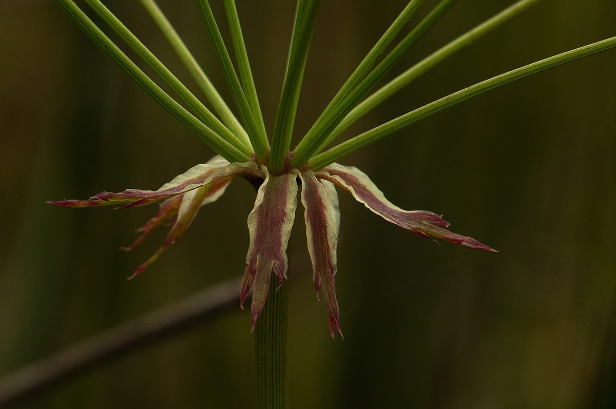 Afrocarum imbricatum
