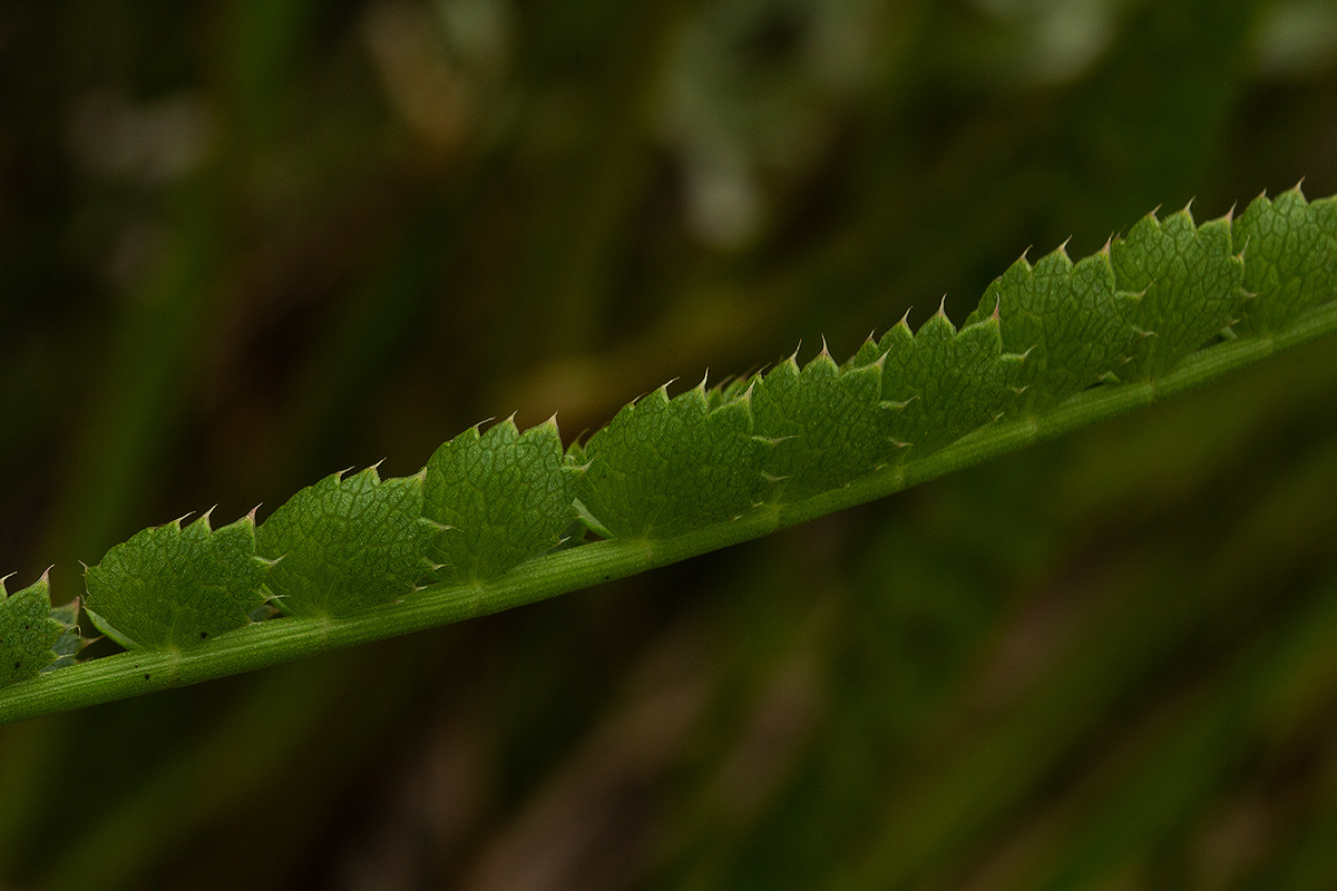 Afrocarum imbricatum