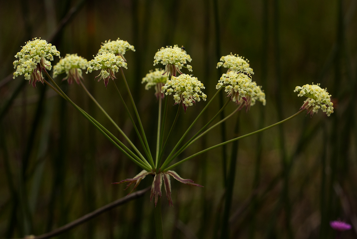 Afrocarum imbricatum