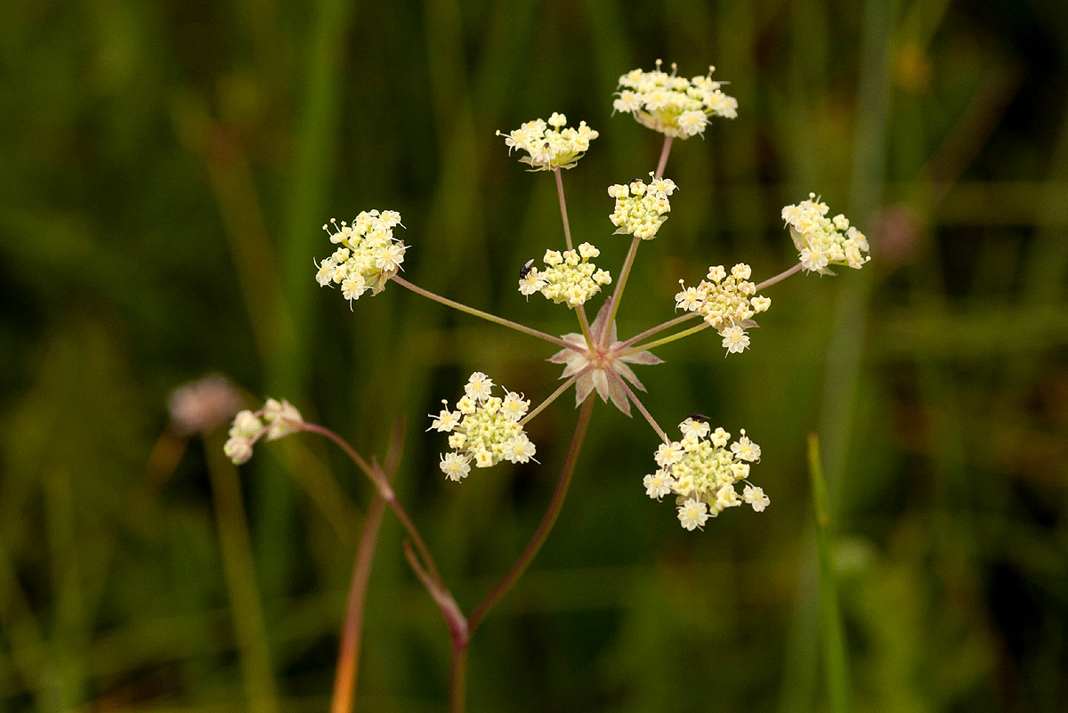 Afrocarum imbricatum