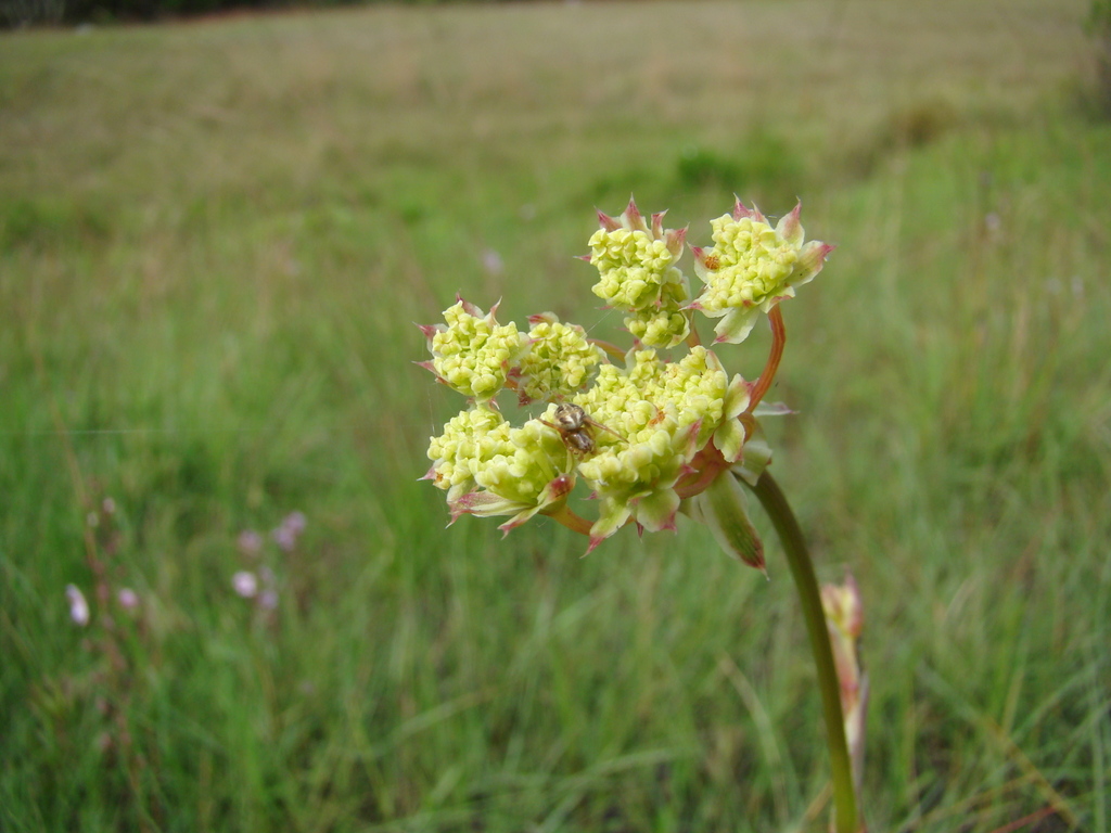 Afrocarum imbricatum