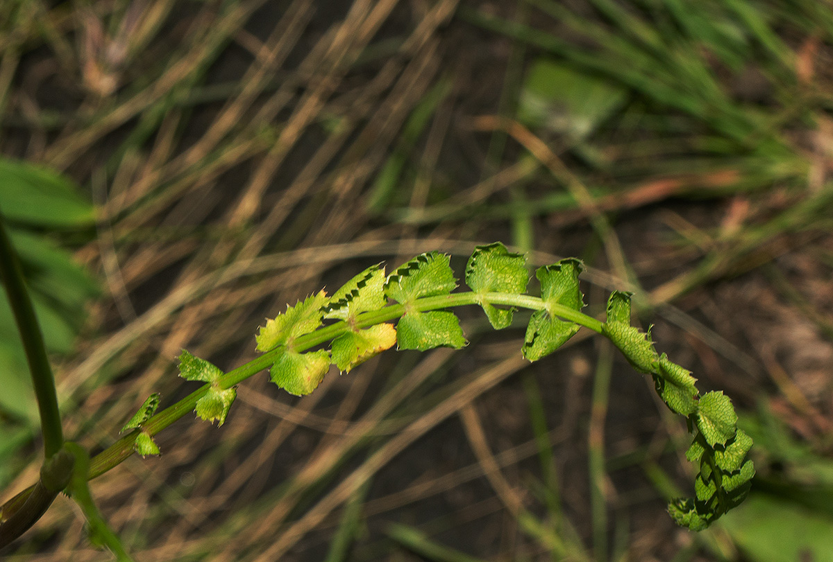 Afrocarum imbricatum