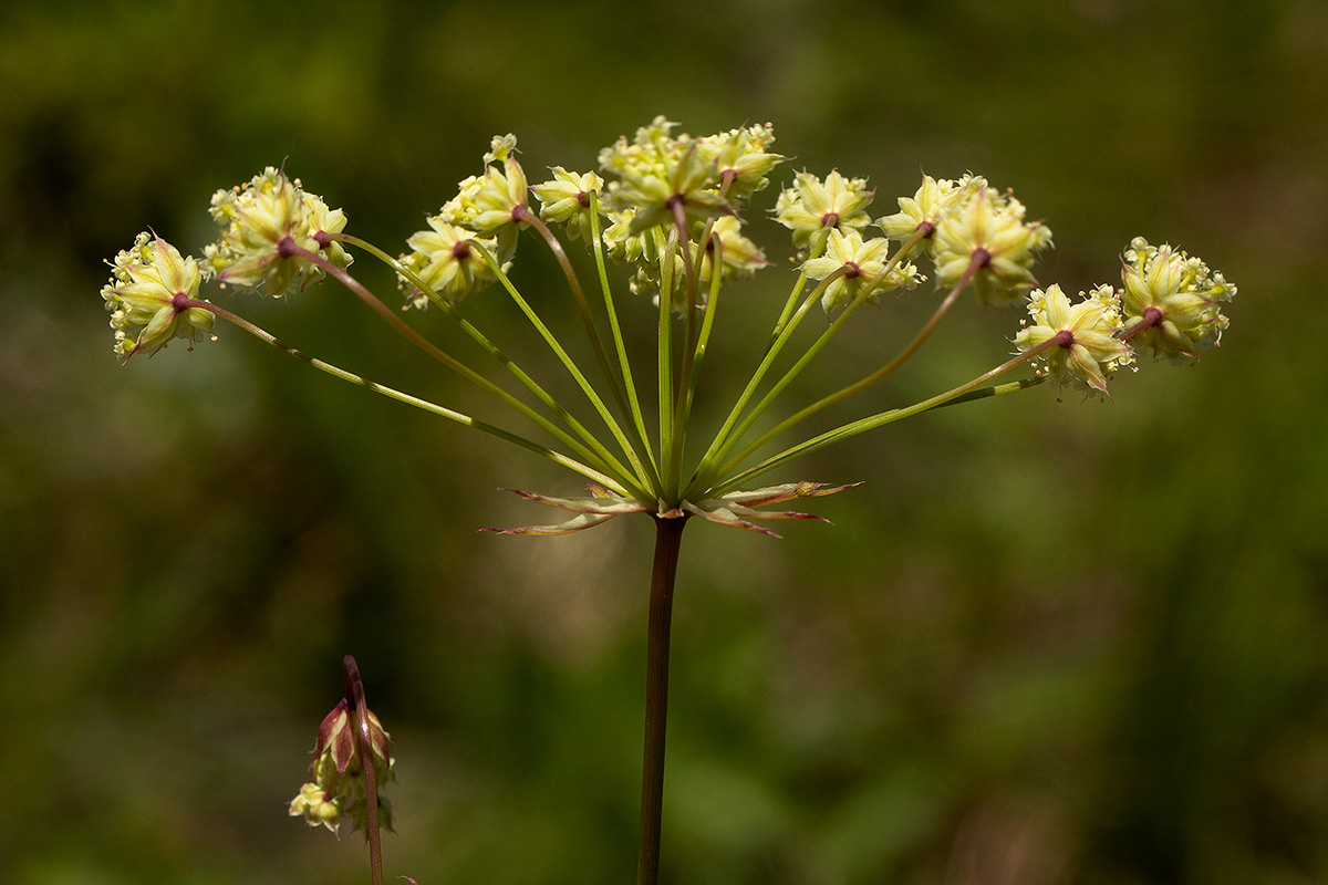 Afrocarum imbricatum
