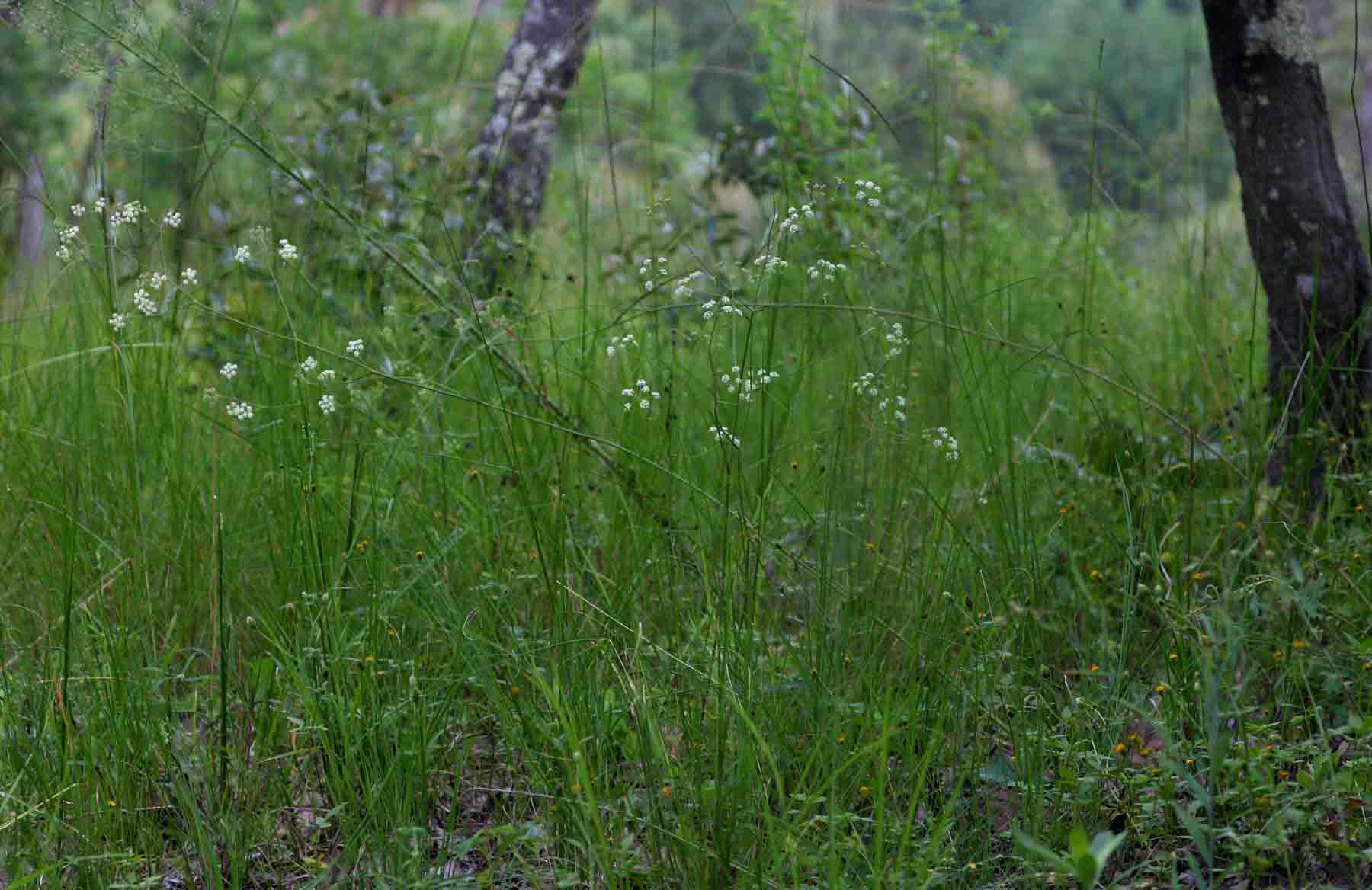 Pimpinella huillensis