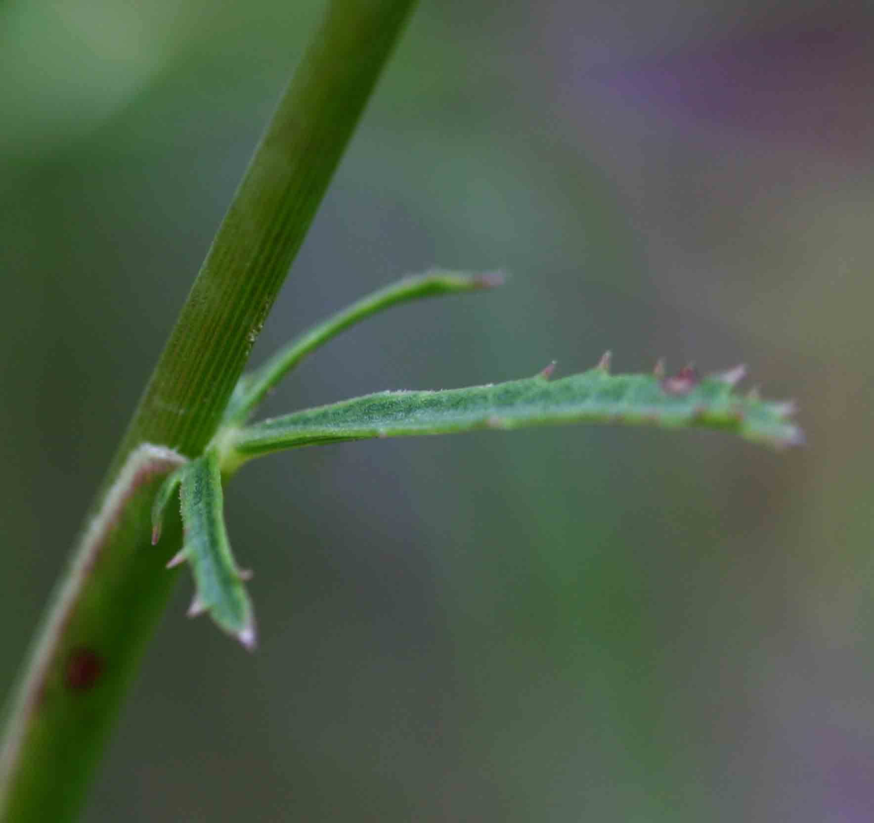 Pimpinella huillensis