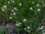 Pimpinella huillensis