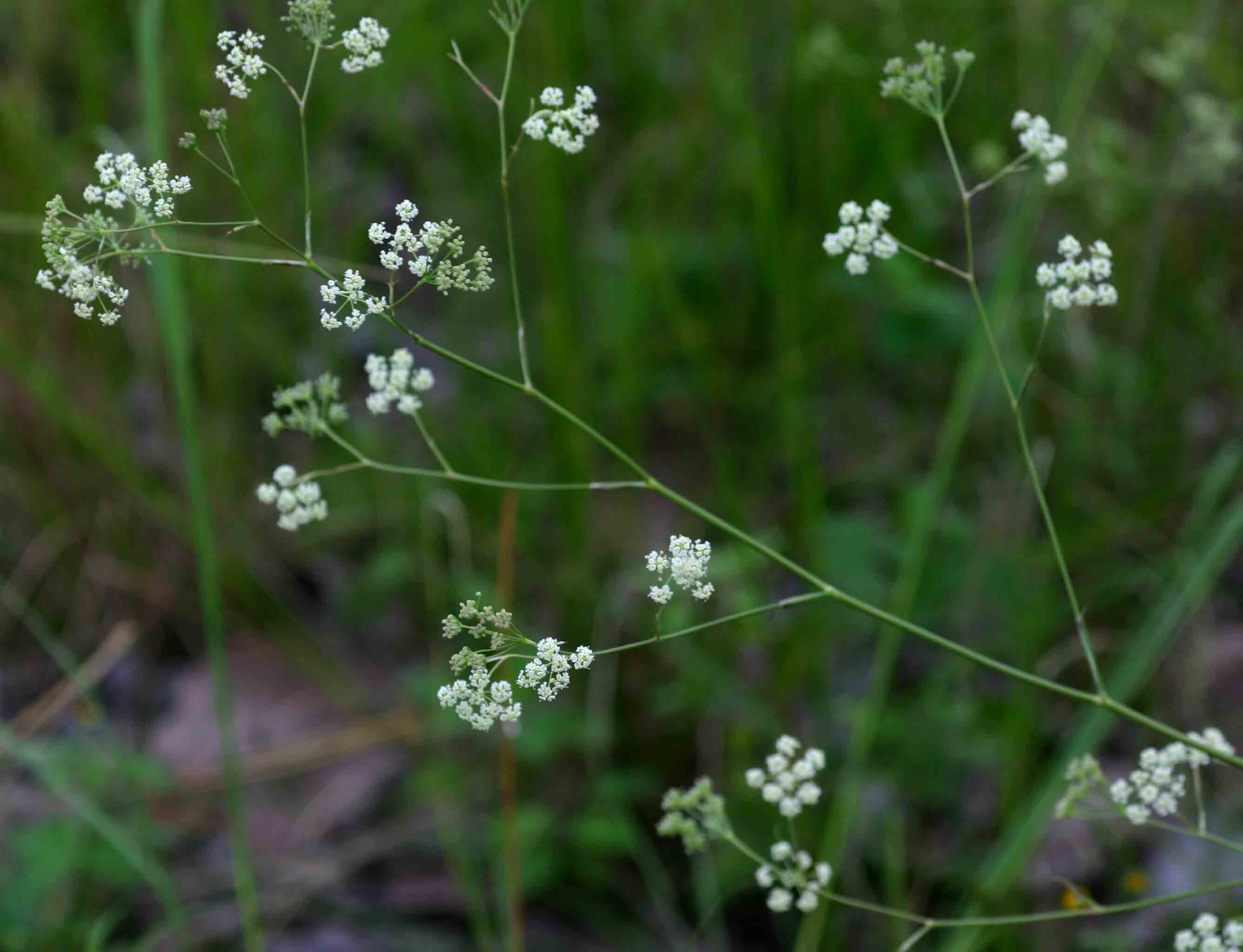 Pimpinella huillensis Pimpinella huillensis