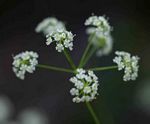 Pimpinella huillensis