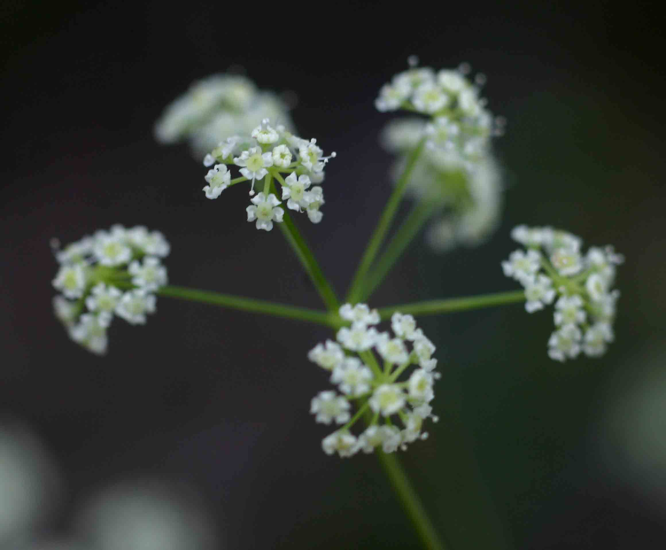 Pimpinella huillensis Pimpinella huillensis