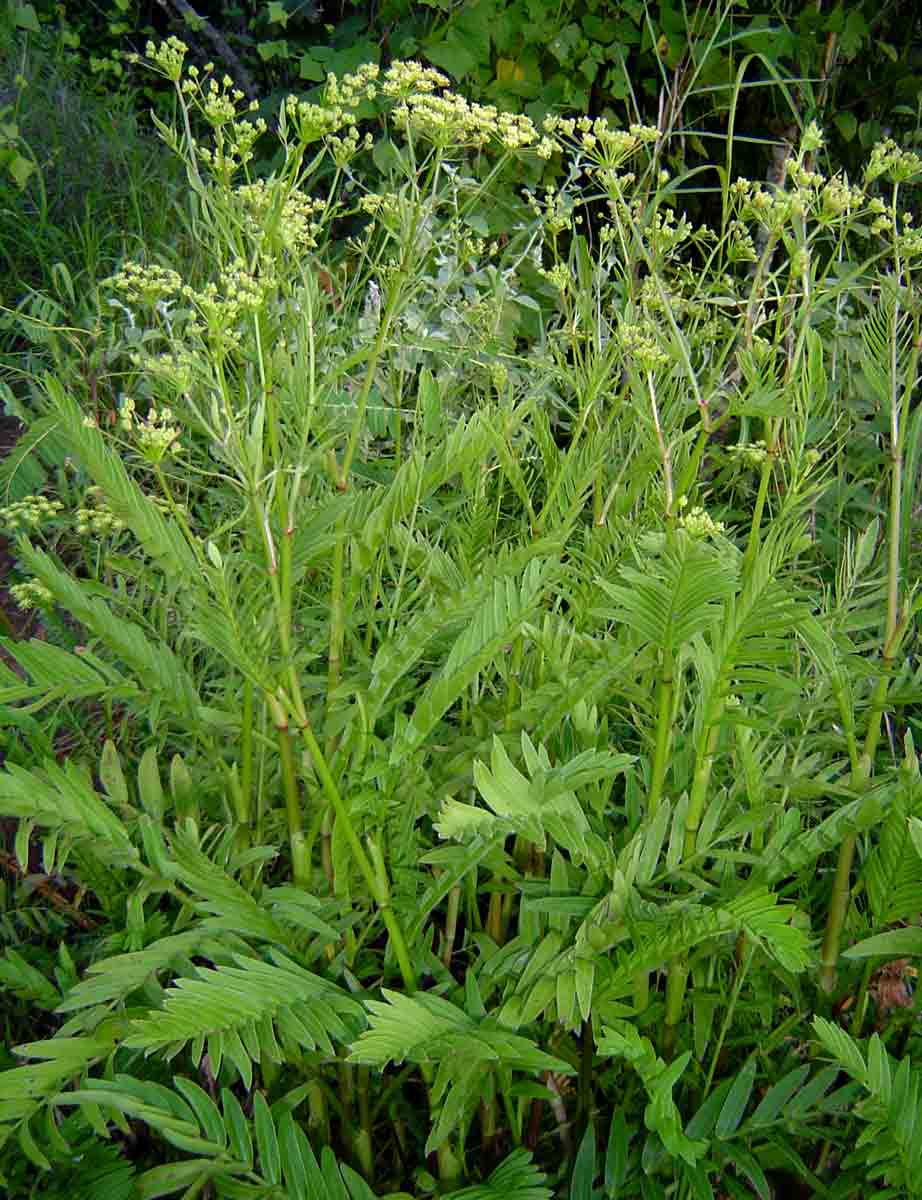 Sium repandum Sium repandum