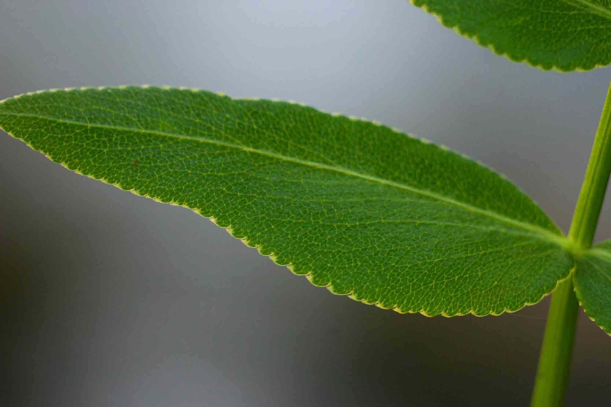 Sium repandum Sium repandum