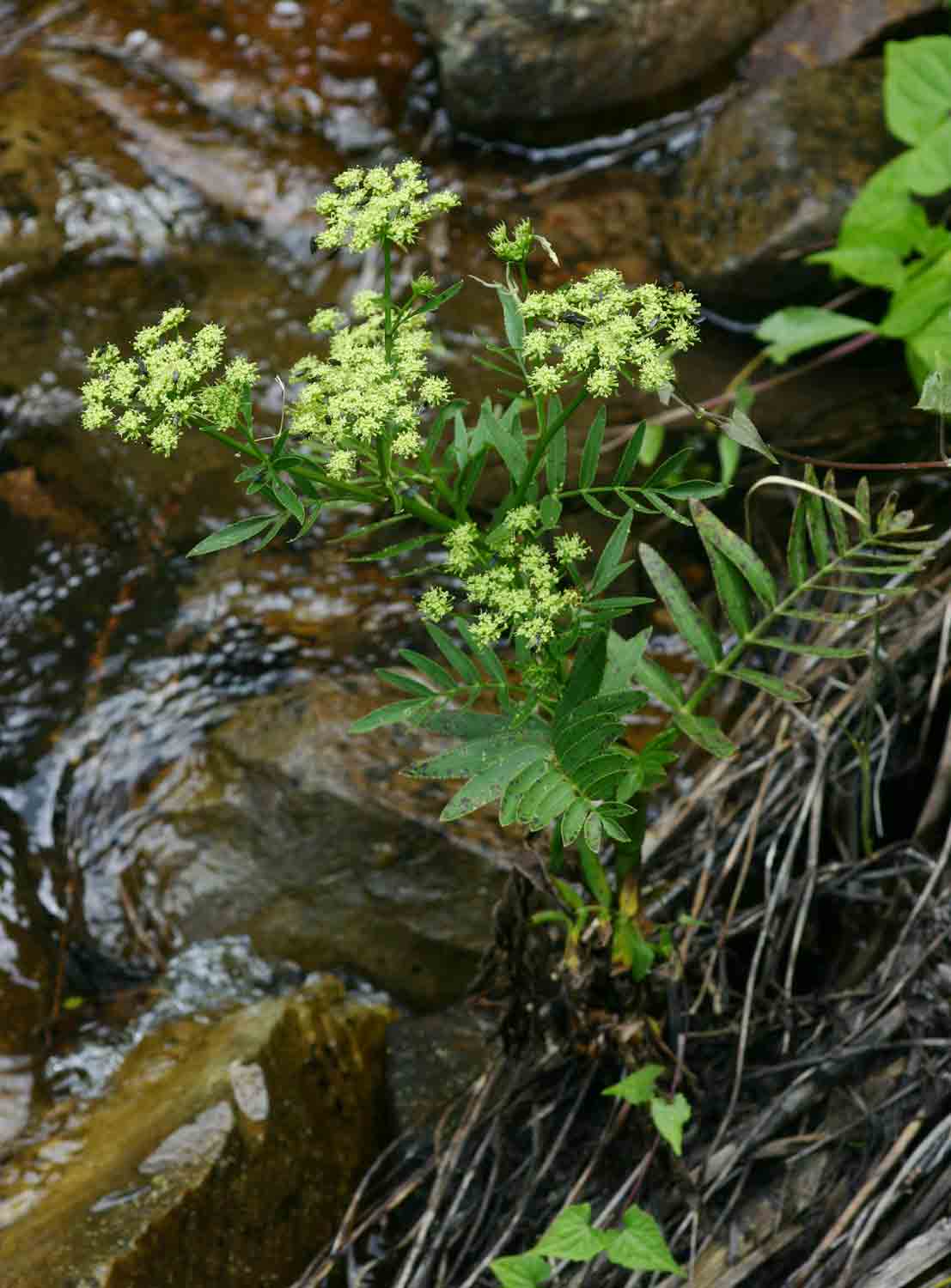 Sium repandum Sium repandum