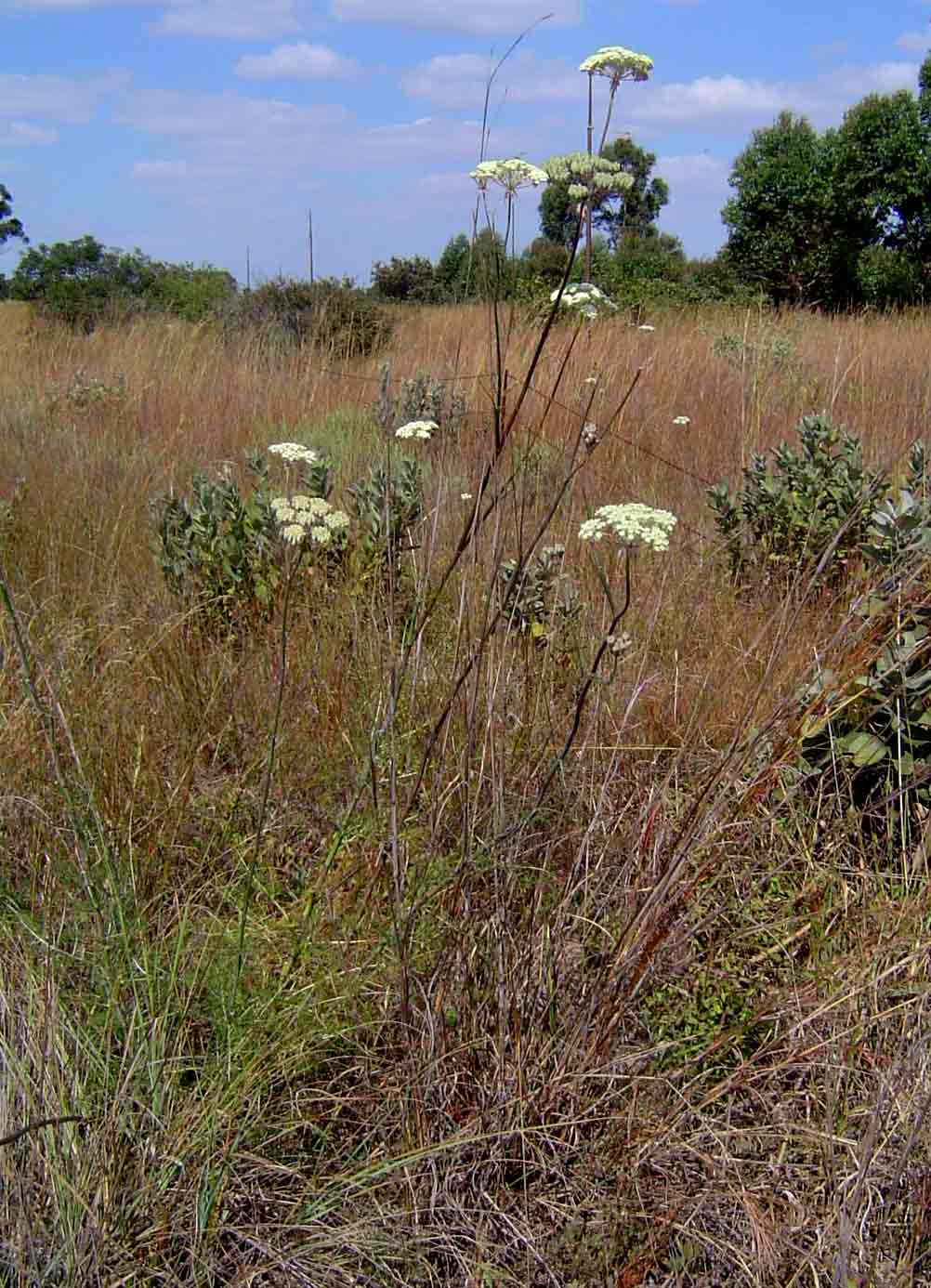 Diplolophium zambesianum