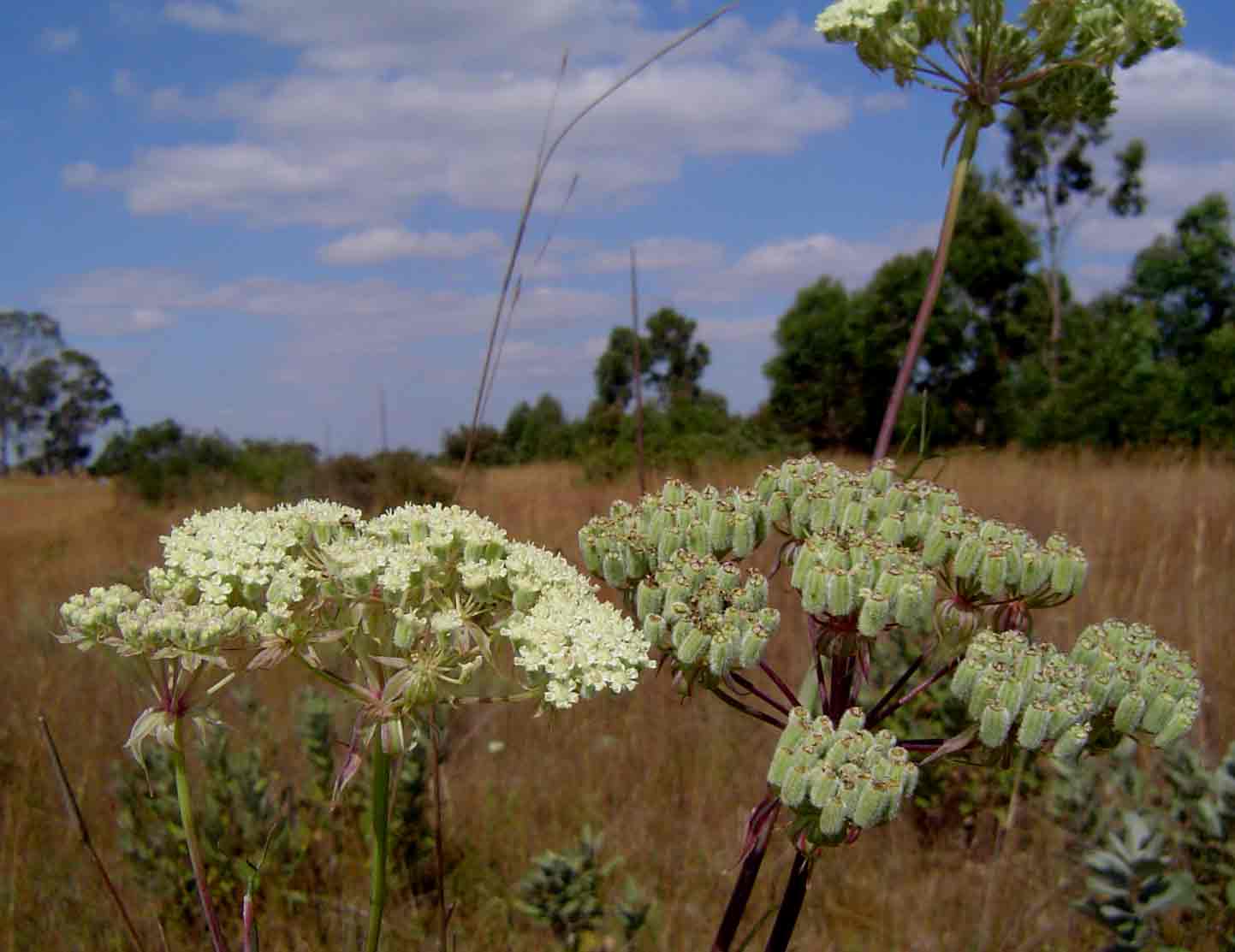 Diplolophium zambesianum