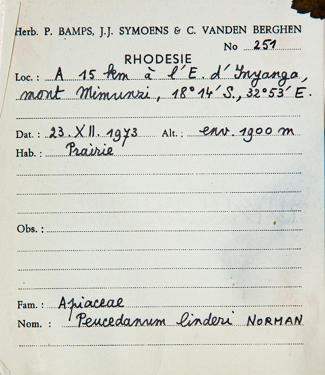 Afroligusticum claessensii