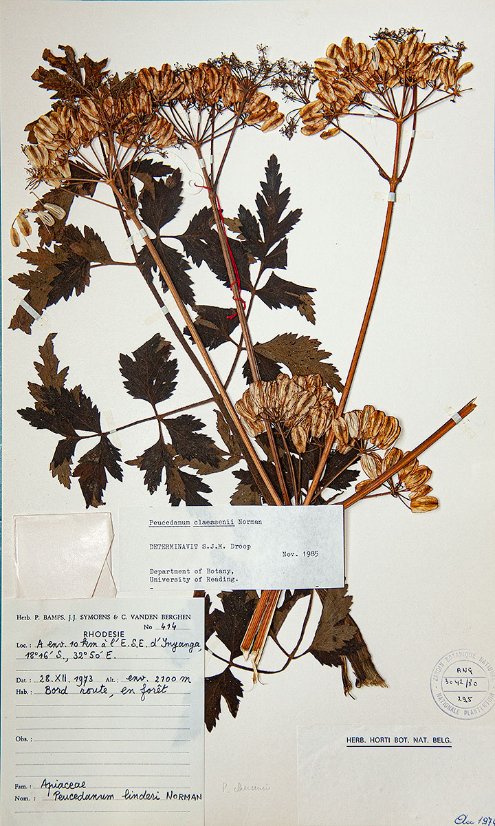 Afroligusticum claessensii