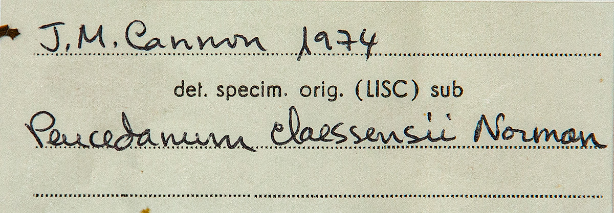 Afroligusticum claessensii