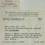 Afroligusticum claessensii