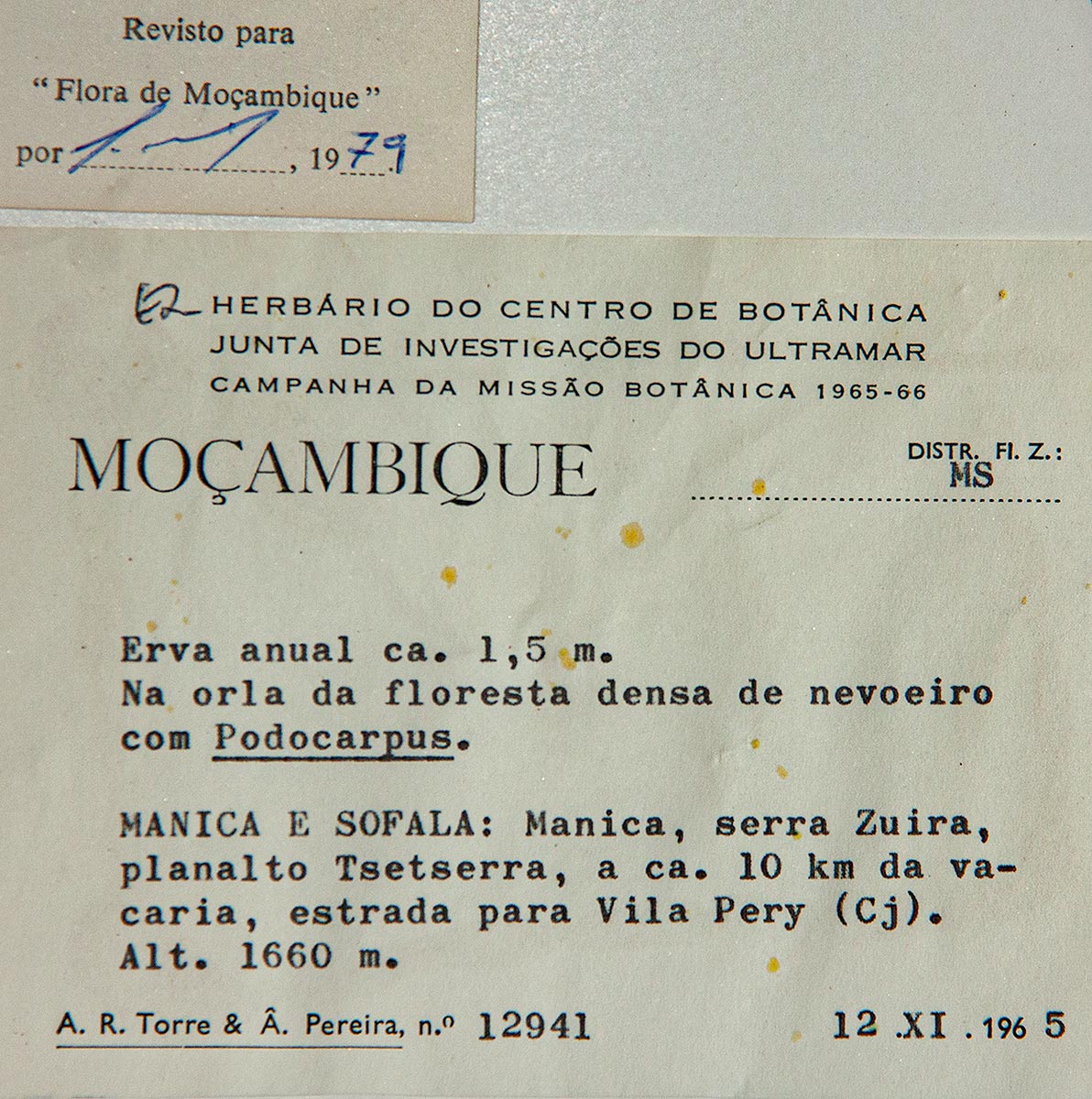 Afroligusticum claessensii