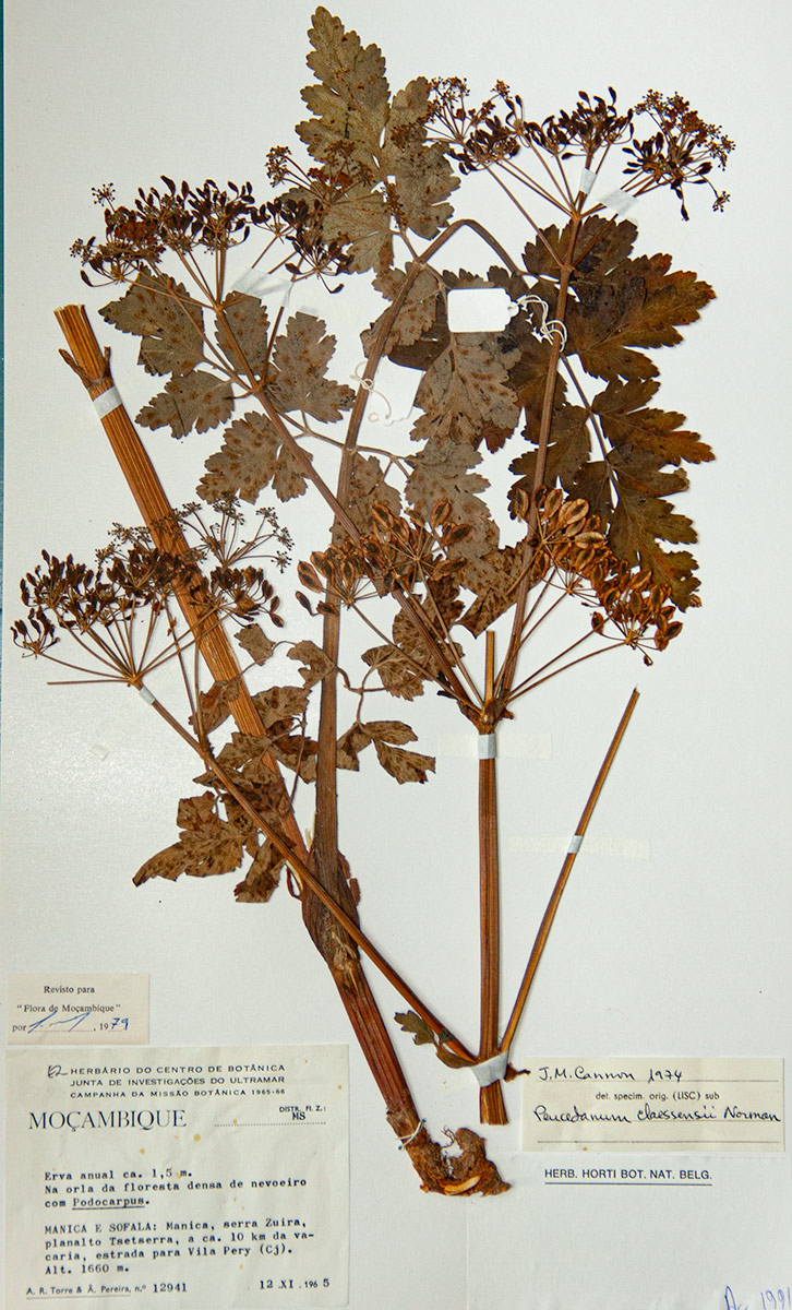 Afroligusticum claessensii