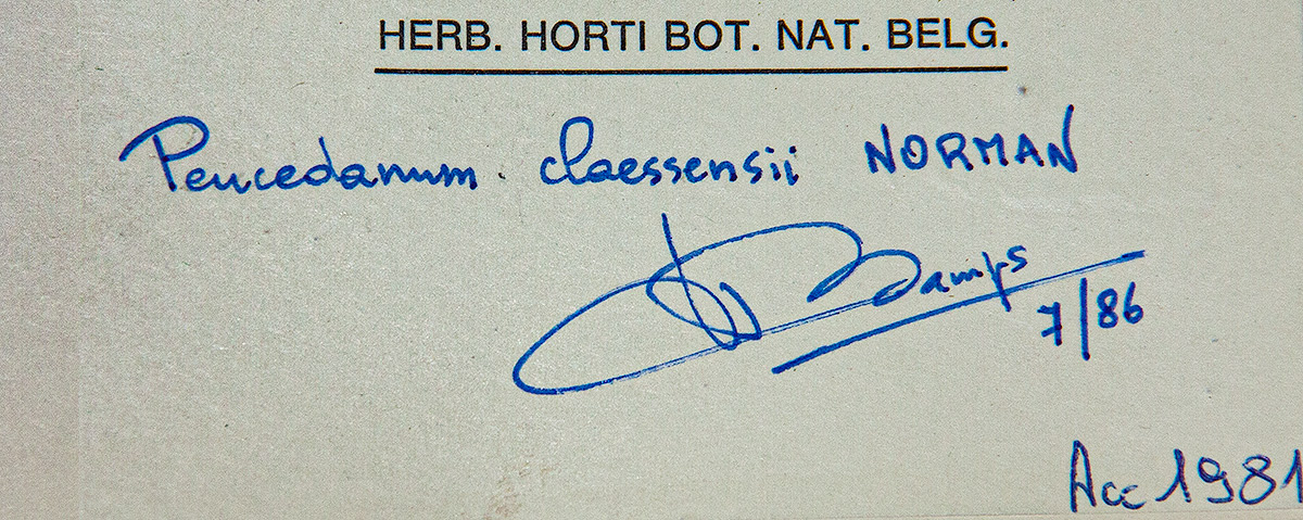 Afroligusticum claessensii